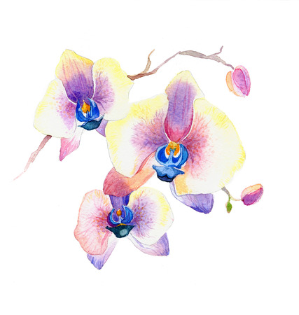 the new view of orchid watercolor hand drawn for postcard isolated on the white backgroundの写真素材