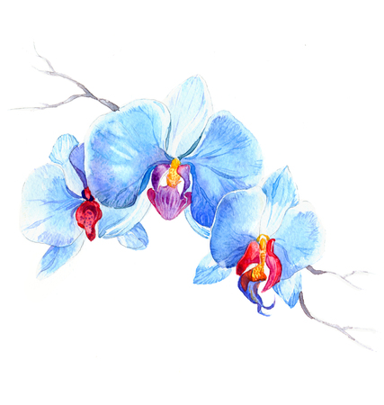 the new view of orchid watercolor hand drawn for postcard isolated on the white backgroundの写真素材