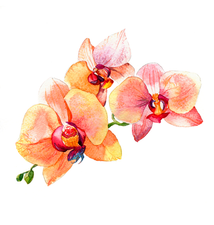 the new view of orchid watercolor hand drawn for postcard isolated on the white backgroundの写真素材