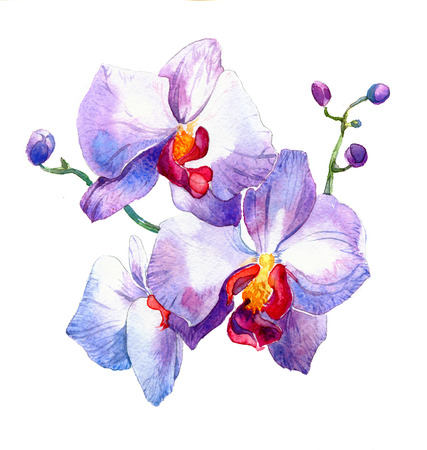 the new view of orchid watercolor hand drawn for postcard isolated on the white backgroundの写真素材