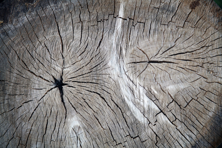 the texture of wood for background or designの写真素材