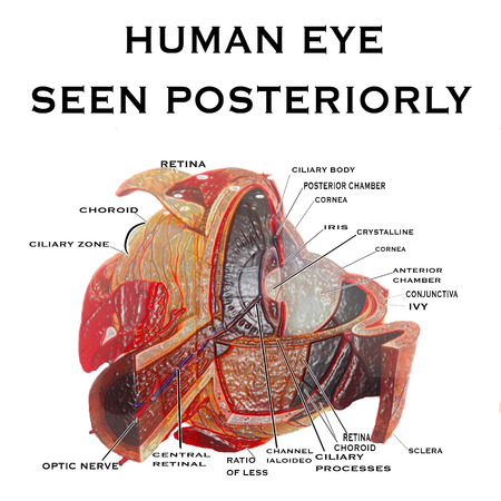 human eye seen posteriorly background with vector illustration