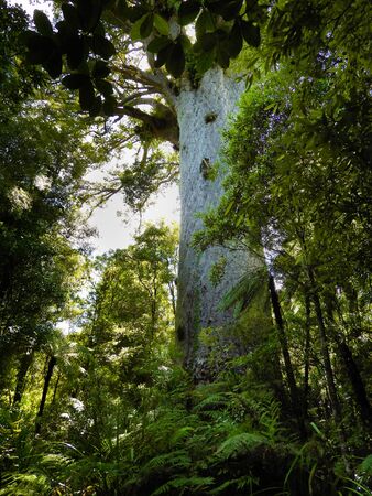 Giant Kauri tree, Tane Mahuta in New Zealandの写真素材