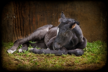 Day Old Rocky Mountain Foal Sleepingの写真素材