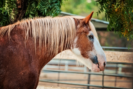 Clydesdale gelding looking over fenceの写真素材
