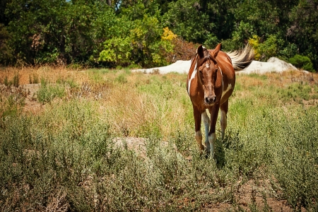 Paint Horse in Pastureの写真素材