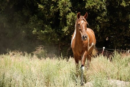 Paint Horse in Pastureの写真素材