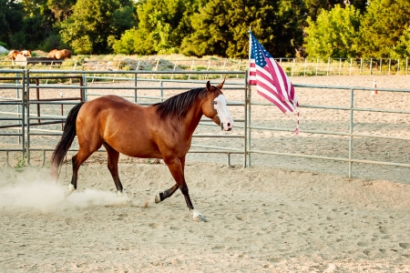 Horse training with American Flagの写真素材
