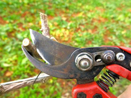 Vine pruning seasonの写真素材