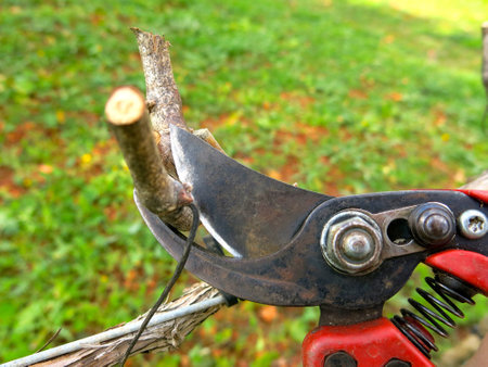 Vine pruning seasonの写真素材