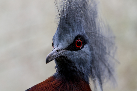 Bird Portraitの写真素材