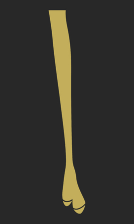 Illustration silhouette of long woman legs with fancy shoes.のイラスト素材