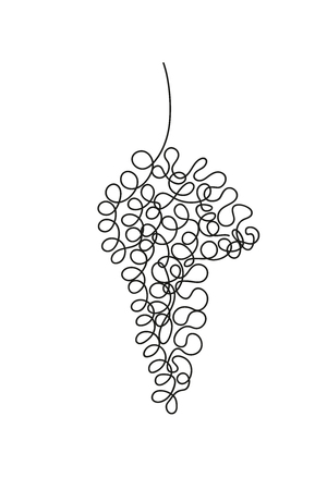 Illustration bunch of grapes. Continuous line illustration.のイラスト素材