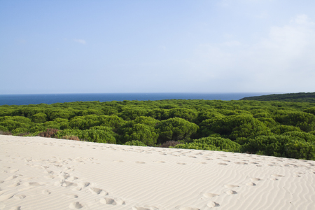 Spanish beach with white sand and forest of green trees.の写真素材