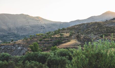 Landscape with olive trees plantations and mountains on the background.の写真素材