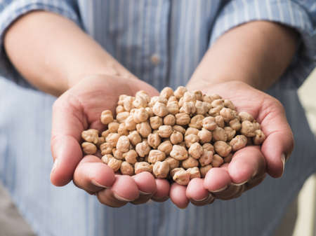 Middle-age woman holding pile of raw chickpeas in her hands. Blue shirt with stripes in background.の写真素材