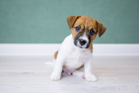 Little Jack Russell Terrier puppy is sitting and looking at the camera. Dog Day. Family member. Love to the animals.の写真素材