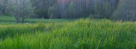 Panoramic shot of nature, in the foreground green grass, backlit by the sun, forest, trees.Summer evening.Ecosystem, ecology, environmental protection.Walk in the forest in the meadow.Selective focusの写真素材