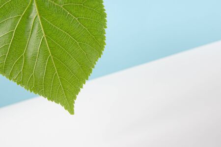 Green leaf of linden with veins on a white-blue background. Simple beautiful background for...