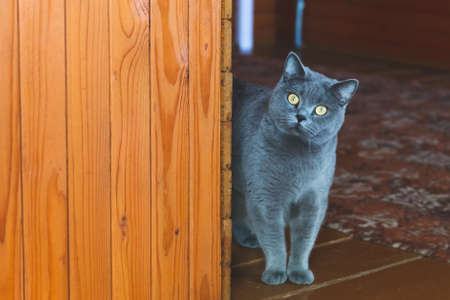 A British gray cat with large curious yellow eyes appears from around the corner of the wooden wall...