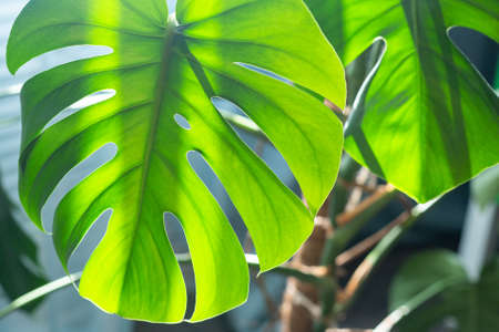 A beautiful Monstera flower by a window.Monstera deliciosa or Swiss cheese plant in a pot tropical...