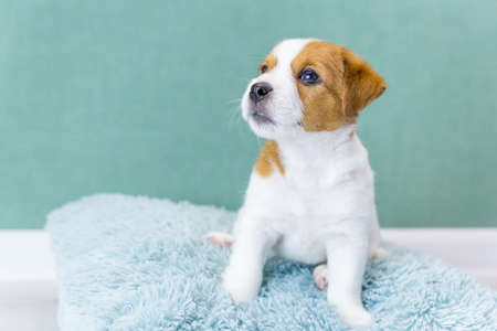 Cute Jack Russell Terrier puppy sits on a blue fluffy pillow on a green background, looks ahead.Pet...