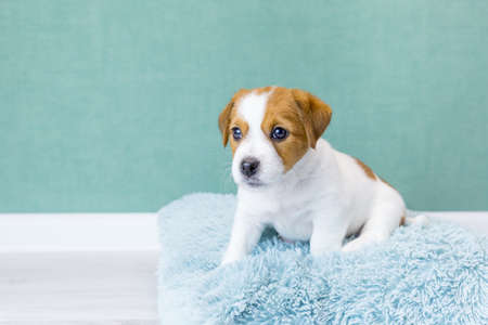 Cute Jack Russell Terrier puppy sits on a blue fluffy pillow on a green background, looks ahead.Pet care concept. Pedigree dogs, breeding. Day of dogsの写真素材