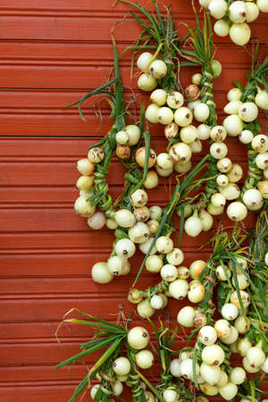 A bunch of white onions hangs on a wooden terracotta or orange wall. The concept of traditional...