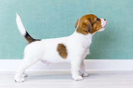 A beautiful white puppy Jack Russell with brown spots is standing sideways against the green wall.