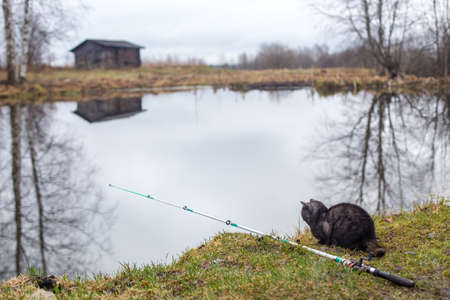 Cat with a fishing rod sits on shore of a lake and is waiting for catch. Fishing, hobbies, recreation. Autumn landscapeの写真素材