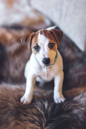 Jack Russell Terrier puppy stands with its paws on the furry back of the couch and looks at camera....