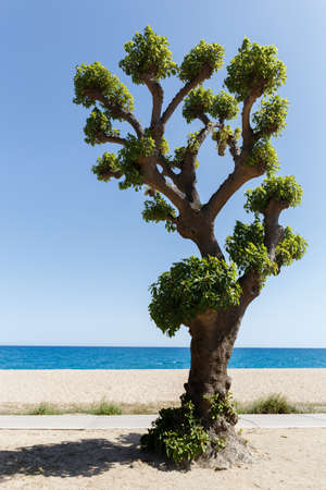A branched tree on a sandy seashore against a blue sky on a hot summer sunny day. The trendy concept of minimalism.の写真素材