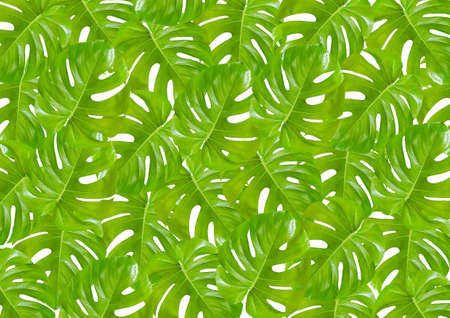 Background with tropical green monstera leaves on white.