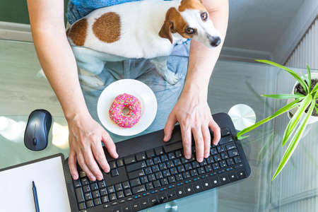 Male hands are typing on the keyboard, a donut is on a plate on a glass table, a dog is sitting on his lap. Home office, distance learning, remote work. Breakfast at the workplace. Teamwork. Top view.の写真素材