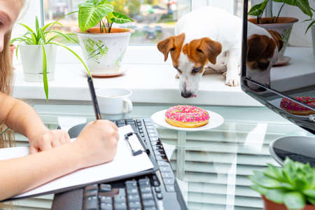 The girl is doing her homework at home by the window, the dog Jack Russell Terrier wants to steal a donut from a plate. Home school, distance learning. Dessert, breakfast, lunch break.の写真素材