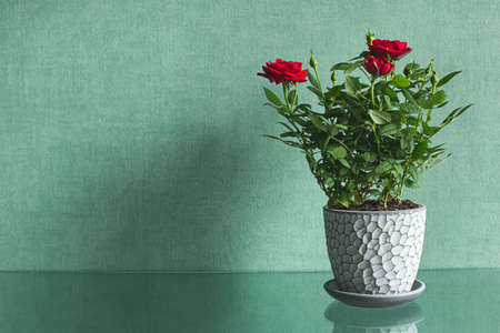 Shrub red rose in a gray flower pot on a green background and a glass table. Floristry, houseplant care concept. Flowers for Mother's Day, Birthday, Valentine's Day. Copy space.の写真素材