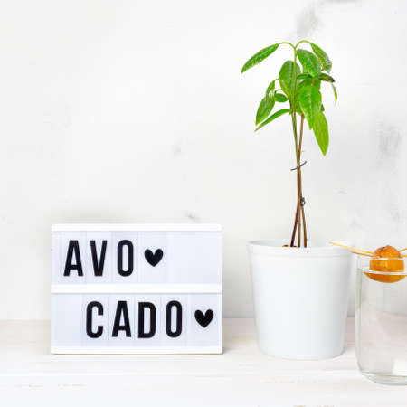 Young avocado plant in a white pot, an avocado seed sprouting in a glass of water, light box with...