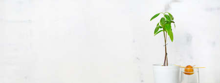 Young avocado plant in a white pot, sprouting avocado seeds in a glass of water, on a white...