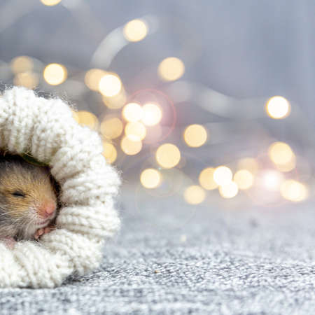 Baby hamster sleeps in a knitted sock or mitten on a gray background with gold bokeh. Gift for christmas, birthday, holiday. Portrait of a cute Syrian hamster. Festive square background, copy space.の写真素材