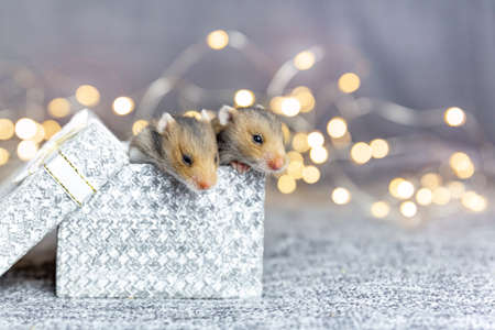 Two Syrian baby hamsters look out of a silver gift box against a gray-pink background with gold bokeh. Gift for christmas, birthday, holiday. Beautiful card with a pet. Copy space.の写真素材