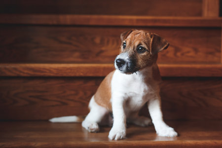 Portrait of a beautiful white and brown Jack Russell Terrier puppy sitting on a wooden ladder.の写真素材