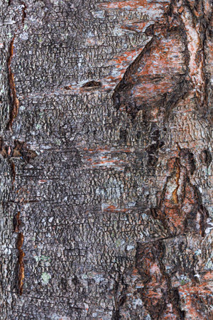 Rough bark of a tree trunk closeup. Vertical natural background, wood texture.