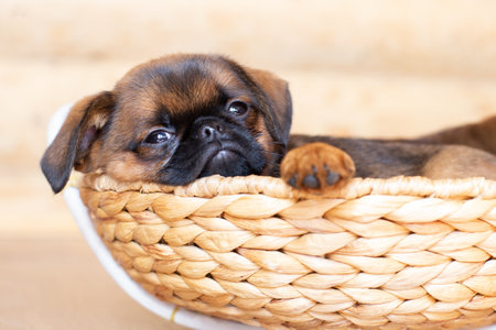 Portrait of brown cute Brussels griffon puppy lying in a wicker basket.の写真素材