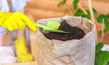 Bag with earth, hands in gloves with a garden shovel. Gardening, spring plantingの写真素材