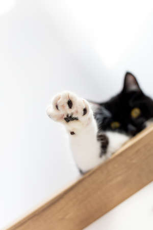A playful black cat extends a white paw forward. Predator. Love for cats.の写真素材