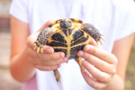 Central Asian land turtle in the hands of a child looks at the camera.の写真素材