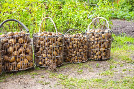A potatoes in baskets of metal mesh in the vegetable garden. Autumn harvest.の写真素材