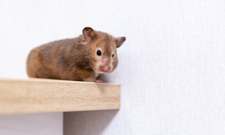 Close-up portrait of a cute curious Syrian hamster looking at the camera.
