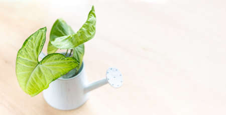 A branch of a houseplant syngonium in a decorative pot on a light background.の写真素材