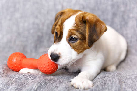 Cute white Jack Russell Terrier puppy playing with a toy on a gray background.の写真素材